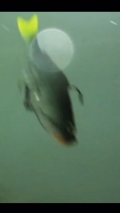 เหยื่อปลอม WEEBASS JAVAFISH ปลายาง 4 นิ้ว น้ำหนัก 20 กรัม เหมาะสำหรับปลากระสูบ ปลาเก๋า กะพง ปลาช่อน แอคชั่นเหมือนจริง