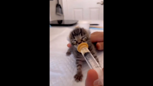 KUMIL MIRACLE NIPPLE DOT + SPUIT 5ML PENTIL MINUM SUSU KITTEN ANAK BAYI KUCING KELINCI HAMSTER Nippon Dot Untuk Kitten Aksesori Hewan Peliharaan - Lazada