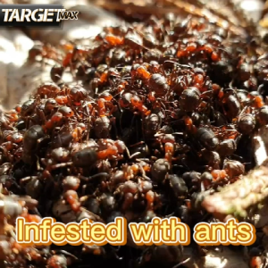 TARGET MAX 【100% NATURAL】 Anti Ant Killer Bait Ubat Semut Berkesan Racun Semut Berkesan Pest Control Ant Killing Gel 螞蟻藥 Best Ants Killer - Lazada