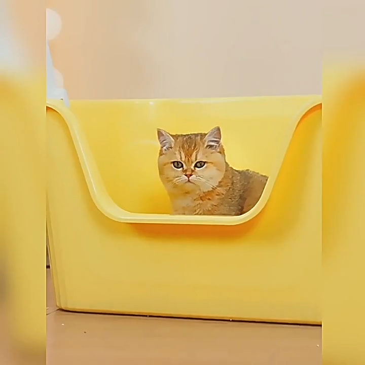 Cat Litter Box Cats Toilet Large Sandbox Bedpan Cat Litter Basin Anti