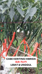 Benih Cabe Keriting Hibrida DJITU F1 10 gram Cap Bunga Matahari Lebat & Unggul