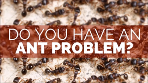 Mr. Ganick Non-toxic Hero Natural Ant Bait 1 bag