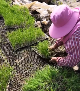 ถาดเพาะกล้านาโยน ถาดเพาะข้าว ถาดเพาะชำ ถาดเพาะเมล็ด (10-700 ชิ้น) ถาดเพาะกล้า 434 หลุม