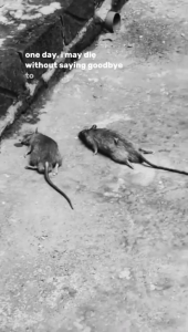 Racun Tikus Tabur Instan: Solusi Praktis & Efektif