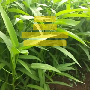 Benih Kangkung BANGKOK LP-1 Isi 1500 Butir Cap Panah Merah