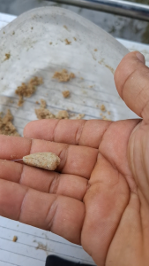 เหยื่อตกปลา ปลานิล ปลาเกล็ด แซ่บเด้ เข้มข้น หอม บ่อแข่ง บ่อเหมา บ่อดิน