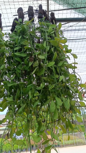 Live Manaog ka Irog (makapal)  Hanging plant I perfect for indoor hanging spaces