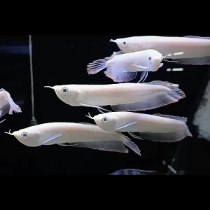 READY STOCK ALBINO AROWANA (12 INCH)