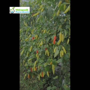 Benih Cabe Rawit GADING SUPER 10 gram Tipe CABE KALIBER Cap You Seed
