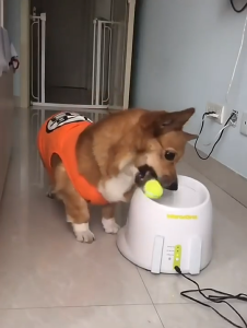 Đồ chơi bóng tennis cho chó mèo bằng cao su - Love Pets Shop