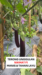 Benih Terong Ungu 100 Biji NIKMAT F1 Asli Cap Bunga Matahari