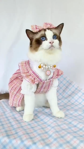 【COOL】 Pet Pantry Cat Kitten Puppy Skirt Gown Clothes for Dog Cat Pink Lace Shirt and Dress Dog Dress Girl Pet Clothes for Birthday Party