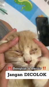 Obat Tetes Mata Kucing Infeksi & Iritasi pada Mata Kitten Anti Belekan dan Berair 10ML
