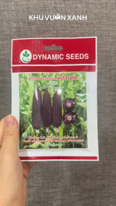 Hạt giống Ngô nếp tím (Bắp nếp nữ hoàng) - Gói 20gr khoảng 80 hạt - Nhập Thái Lan