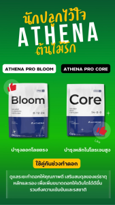 [ส่งฟรี] Athena Pro Bloom บำรุงดอกโดยเฉพาะ 0-12-24 กล่องและถุง ขนาด 10 และ 25 ปอนด์ อาเธน่าบลูม
