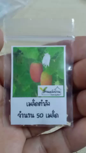 50 เมล็ด ตำลึง เมล็ดตำลึง