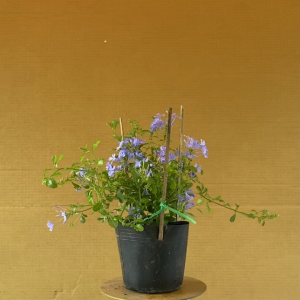 Cây Thanh Xà - Cây Nở Hoa Đẹp Sân Vườn