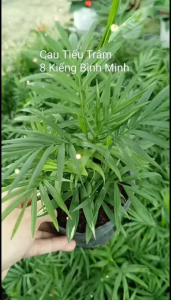 2 CHẬU CAU TIỂU TRÂM C5 XANH TỐT TRỒNG TRÒNG NHÀ CHỊU HẠN CHỊU MÁT CỰC TỐT GIAO CÂY NHƯ HÌNH TẶNG KÈM TÚI PHÂN ĐỂ BÀN LÀM VIỆC PHÙ HỢP niệm là một loại cây trừ tà khí có tác dụng án ngữhấp thu và loại bỏ khí xấu khai thông vượng khí đem đến tài lộc