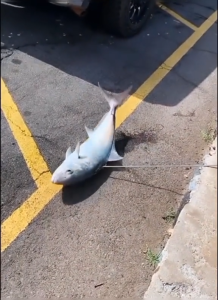 AS Baja Hitam 5mm: Penggunaan dan Manfaat