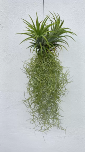 เคราฤาษีมินิ โมบายเคราฤาษีใส่ทิลแลยเซีย สัปปะรดสี หนวดฤาษีตกแต่งสวน ไม้ตกแต่งระเบียง Spanish Moss ( หนวดฤาษี เส้นกลาง )