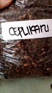 HERBAL MURAH BUBUK BIJI CEPLIKSARI/EUCALYPTUS KERING 500 GRAM