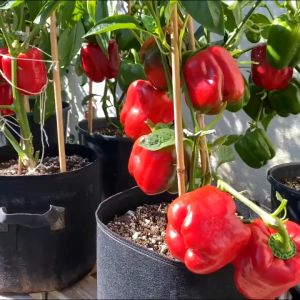 1 Lạng Hạt Giống Ớt Chuông F1 Quả Siêu To Siêu Dễ Trồng Năng Suất Cao Chống Sâu Bệnh Chịu Nhiệt Tốt