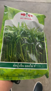 ศรแดง ***ขายยกลัง*** ผักบุ้งจีน ยอดไผ่( ขนาด 1 กิโลกรัม) หมดอายุ 9 11/10/69ยกลัง 24 ถุง ผักบุ้ง ผักบุ้งจีน ยอดไผ่ ใบเรียวเล็ก สีเขียวสด ลำต้นตรง