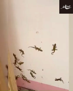 All the Lizard died MNY Lizard killer Safe and quick to kill Cicak killer Lizards trap 壁虎诱杀饵剂 Ubat cicak paling berkesan Racun cicak paling kuat