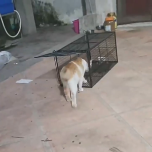 Full-Automatic Cat Trap cat trap catcher cat house cage Cage kulungan ng pusa Cat Scratching Cage Automatic Handy Tool Trap Catching Rescue Cage