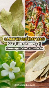 200g Lá Nguyệt Quế (Bay Leaf lá thơm gia vị) - Chợ thảo dược Việt