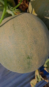TM Gaiya F1 500 Biji Benih Melon Super Original