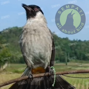 SEMPATI Tali Burung Kutilang Tali Pelangi Kaki Burung Cucak Kutilang Anklet Angklet Tali Pengikat Ikat Kaki Burung Tali Latih Training Burung Jinak
