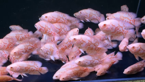 White Oscar Fish/ Livefish/ Freshwater/ 白花猪鱼