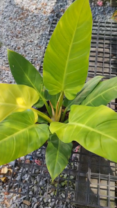 เศรษฐีรวยทรัพย์สีทอง ไซส์กลาง และใหญ่ Philodendron melinonii ghost