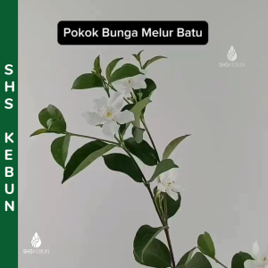 Pokok Bunga Melur Pokok Bunga Jasmine Pokok Bunga Melur Batu / Melur Siam 素馨属 SHS Kebun