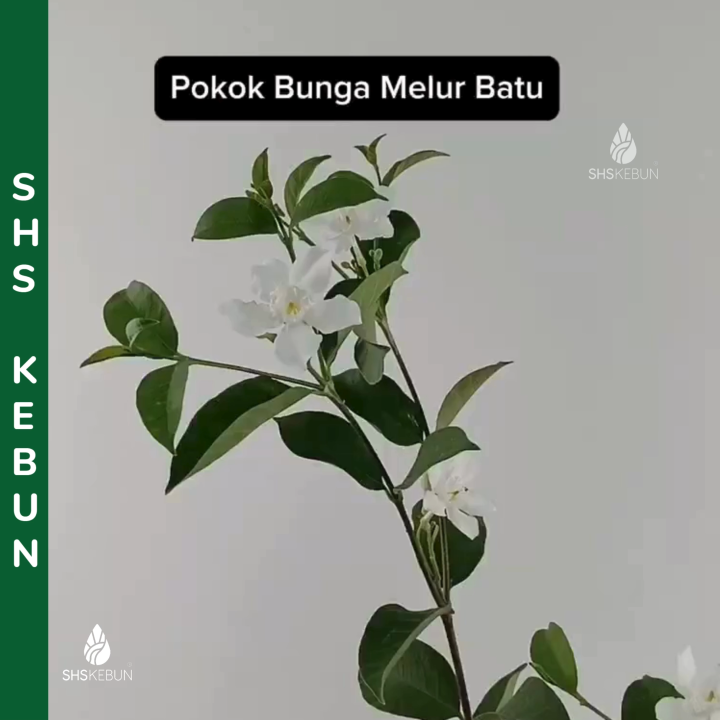 Pokok Bunga Melur Pokok Bunga Jasmine Pokok Bunga Melur Batu / Melur ...