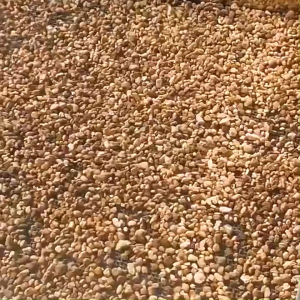 Akadama Soil Triple Line (Premium Quality) for Bonsai cactus and succulents 1kg