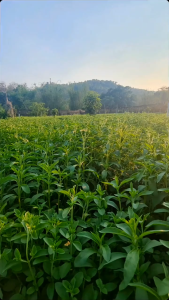 หญ้าหวานไทย คัดเกรดเกรดคุณภาพ 1 KG.