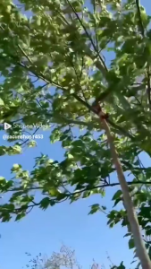 Gunting Dahan Pohon Peralatan Kebun Anti Karat Tree Pruner Alat Gergaji Tarik Pisau Tali