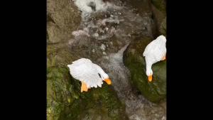 Tượng vịt uống nước trang trí sân vườn cặp vịt để trang trí tiểu cảnh non bộ