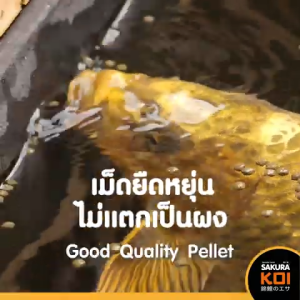 🔥ซื้อ 1แถม 1❗ทุกสูตร💥 อาหารปลาคาร์ฟซากุระโค่ย (Sakura Koi) 6.5 กก. และ 4 กก.