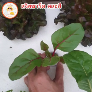 เมล็ดพันธุ์ ผักสลัด สวิสชาร์ด (Swiss Chard) คละสี ใบอ่อน ทานง่าย ปลูกได้ทุกฤดูกาล (1 ซอง 20 เมล็ด)