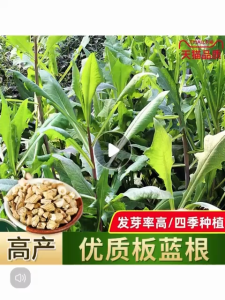 Benih Indigowoad Root (50 Seeds)/大青叶种子/板蓝根种子/Radix Isatidis Herbs Seeds Leaf Indigo Blue Indigo