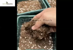 GHZ - U.S. Microbe Potting Soil OEM Soil Power Back Tanah Organik Hitam 3KG