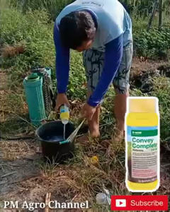 Convey Complete 310 SC Herbisida Selektif Pembasmi Rumput Pengganggu Tanaman Jagung 1 Liter