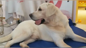 Cooling Pad For Dog Cooling Pad For Cat Pet Gel Ice Mat Summer Ice Gel Pad Quick Cooling Waterproof Mat Pet Sleeping Pad