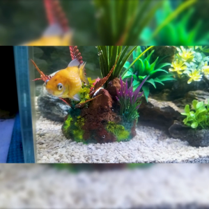 Aquarium Decoation LagPaz Mini Land Scape LP Kukumi