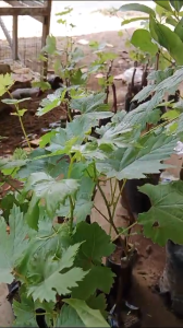 bersertifikat - ANGGUR IMPORT BLACK PANTER RAJIN BERBUAH