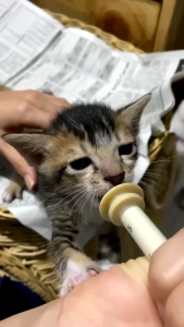 DOT KUCING BARU LAHIR PET MIRACLE NIPPLE DOT KITTEN ANAK KUCING ANJING MUSANG KELINCI