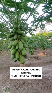 Benih Pepaya California NIRINA 1 Gram Asli Cap TIGA DAUN Buah Lebat & Unggul